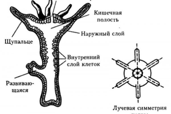 Clear ссылка на кракен